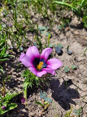 Moraea melanops