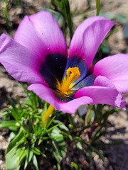Moraea melanops