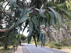 Eucalyptus saligna