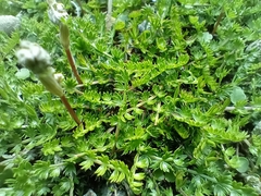 Chaerophyllum colensoi