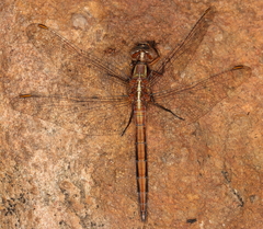 Orthetrum caffrum