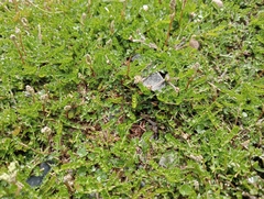 Chaerophyllum colensoi