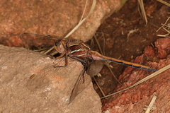 Orthetrum caffrum