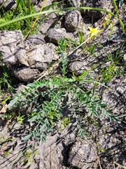 Pelargonium pinnatum