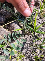 Pelargonium pinnatum