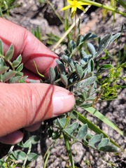 Pelargonium pinnatum