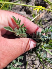 Pelargonium pinnatum