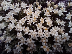 Kelleria dieffenbachii