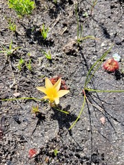 Romulea flava