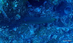 Gymnothorax funebris
