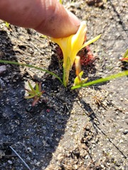 Romulea flava
