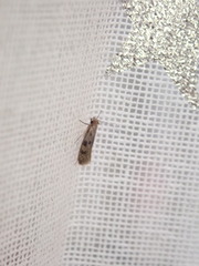 Tineinae