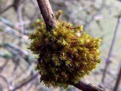Pulvigera lyellii
