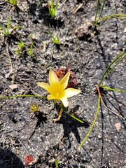 Romulea flava