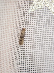Tineinae