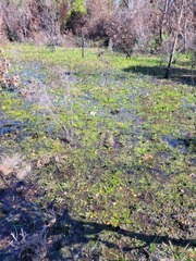 Gladiolus trichonemifolius