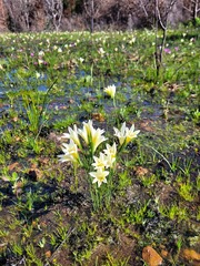 Gladiolus trichonemifolius