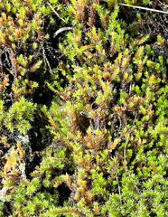 Racomitrium