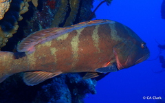 Epinephelus striatus