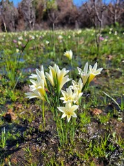 Gladiolus trichonemifolius
