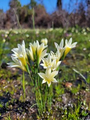 Gladiolus trichonemifolius