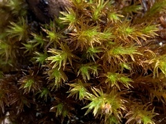 Pulvigera lyellii