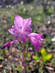 Gladiolus hirsutus