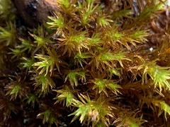 Pulvigera lyellii