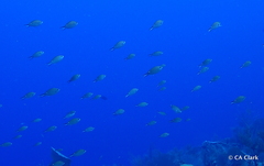 Azurina multilineata