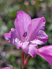 Gladiolus hirsutus