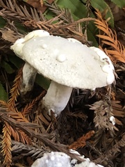 Amanita smithiana