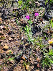 Chenopodiopsis retrorsa