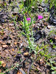 Chenopodiopsis retrorsa