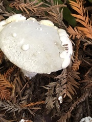 Amanita smithiana