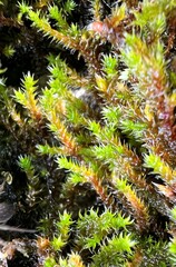Racomitrium
