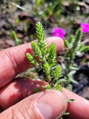 Chenopodiopsis retrorsa