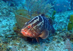 Epinephelus striatus