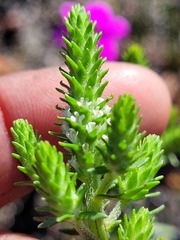 Chenopodiopsis retrorsa