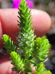 Chenopodiopsis retrorsa