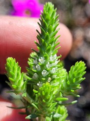 Chenopodiopsis retrorsa