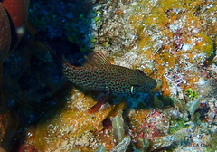 Cephalopholis cruentata