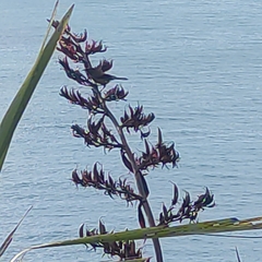 Anthornis melanura