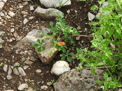 Cochlospermum wrightii