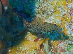 Cephalopholis cruentata