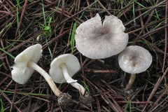 Leucoagaricus melanotrichus