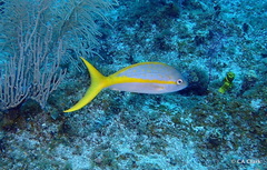 Ocyurus chrysurus