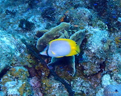 Chaetodon ocellatus