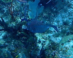 Acanthostracion polygonium