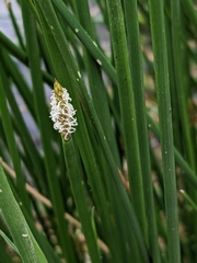Eleocharis acuta