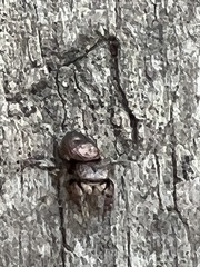 Simaethina